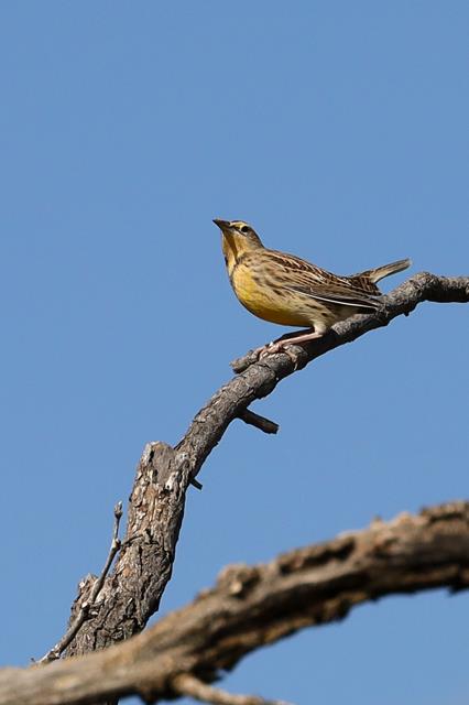 First Meadowlark of the Season.