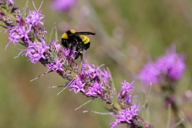 Bumblebee Busy on Lemonmint
