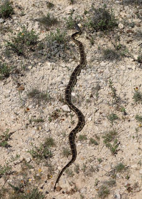 A BIG Snake!