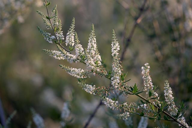 HURRAY!  The bee bush has finally bloomed!