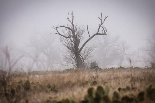 Foggy Morning