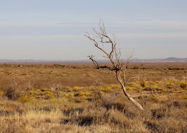 A Lone Tree