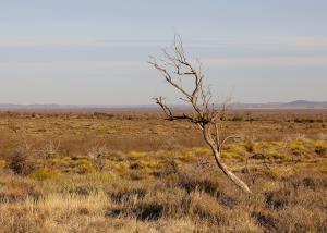 A Lone Tree
