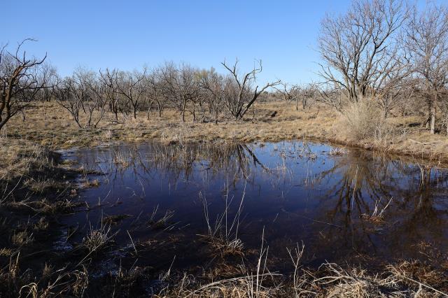 Snow Melt Fills Frog Pond