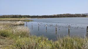 Wading birds