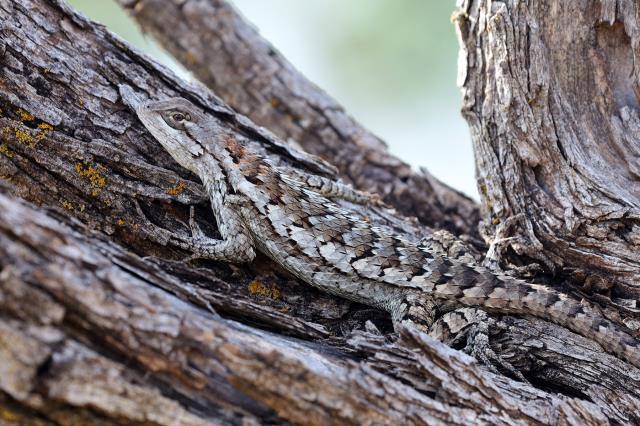 Spiny Lizard Spotted!