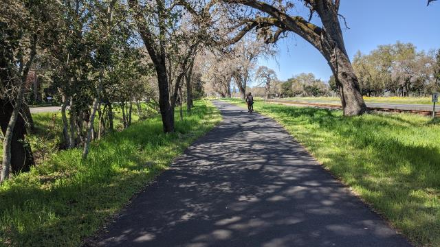 Trees