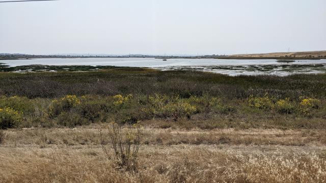 Marshes