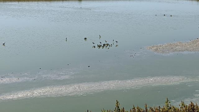 Birds!