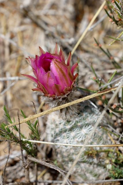 Lace Cactus Bloom