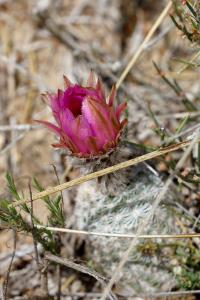 Lace Cactus Bloom