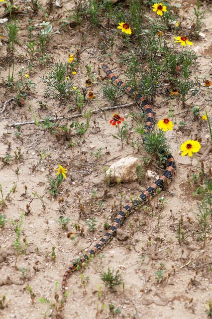 First Texas Long-nosed Snake I've seen