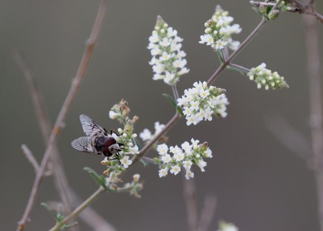 Bee Bush is for more than Bees