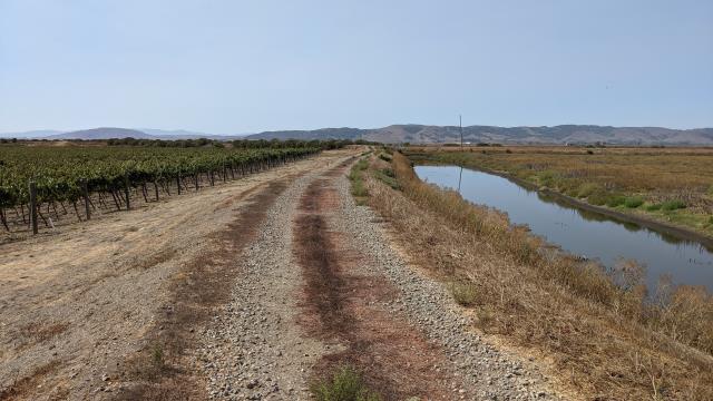 Vineyard