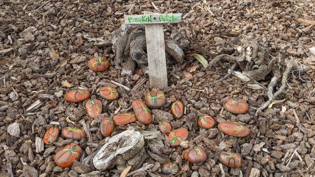 Pumpkin Patch
