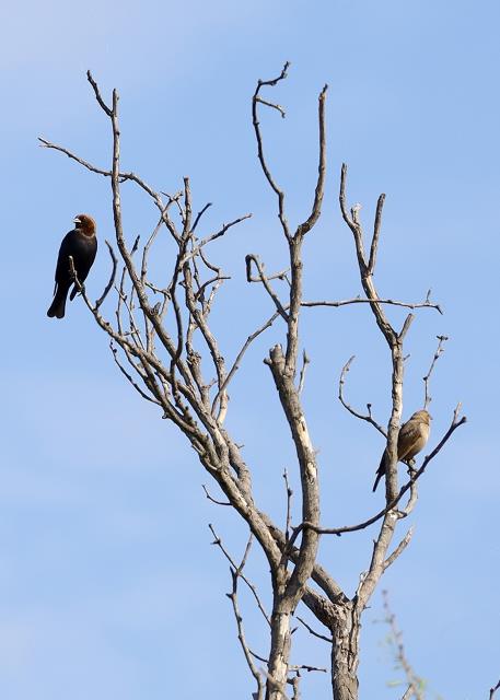 Brown Headed Cowbirds