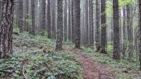 Monoculture