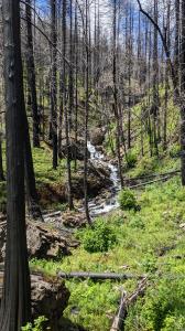 Fall Creek