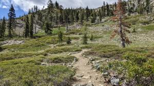 Winding Path