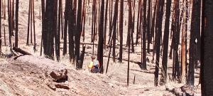 2013 Fire