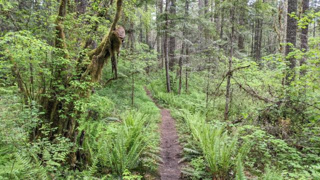 Trail View