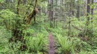 Trail View