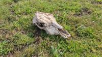 Skull