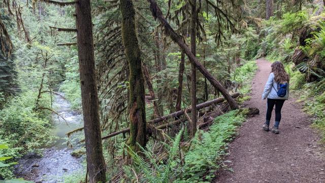 Trail and Wolf Creek