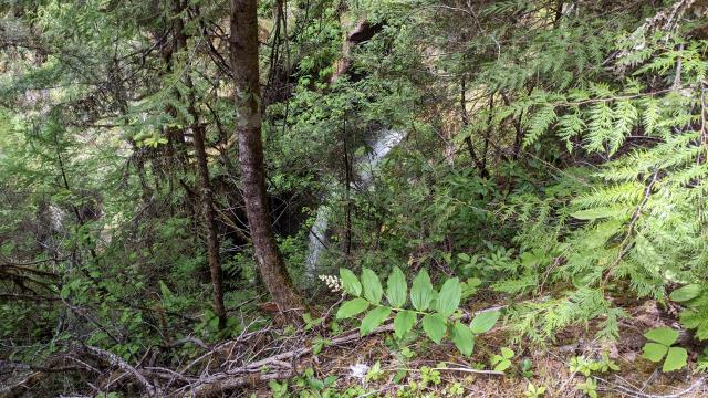 Falls from the trail