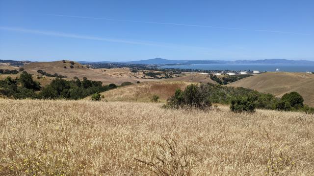 Mount Tam