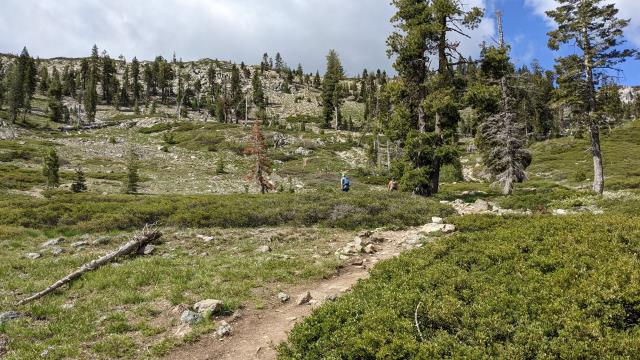Thining trees