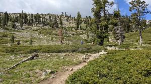 Thining trees