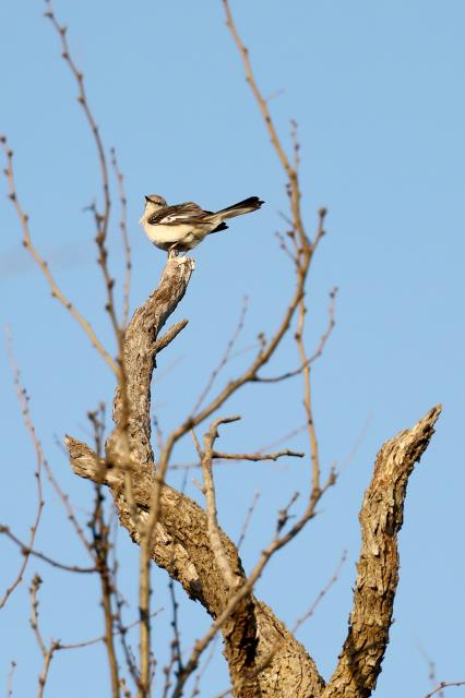 A Mocker Sings for a Mate