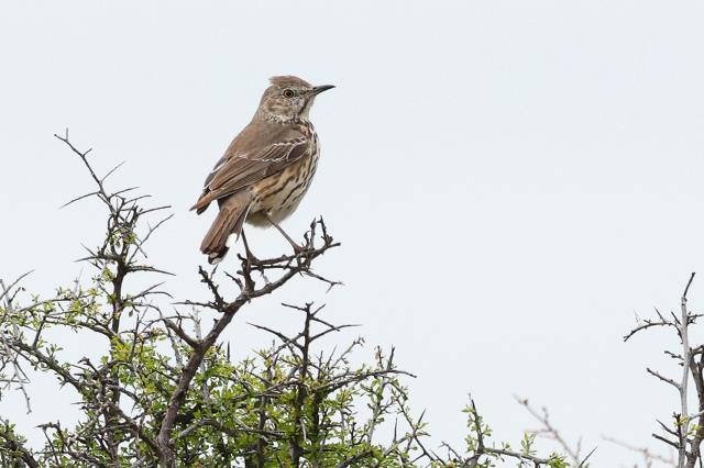 A Lone Cactus Wren