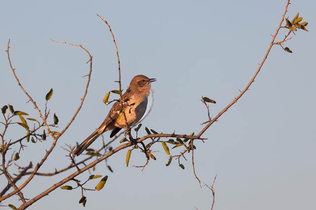 A Cheerful Singer