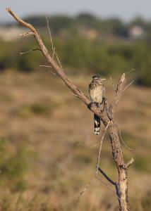 A Regal Road Runner