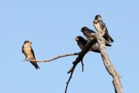 Swallow Fledglings