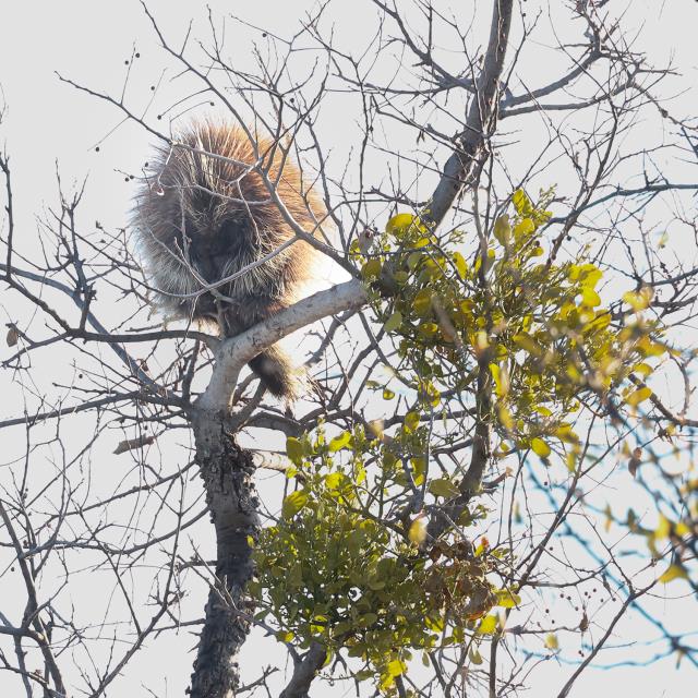 Sleeping Porcupine