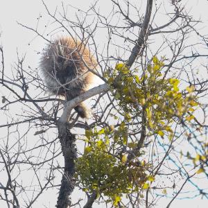 Sleeping Porcupine