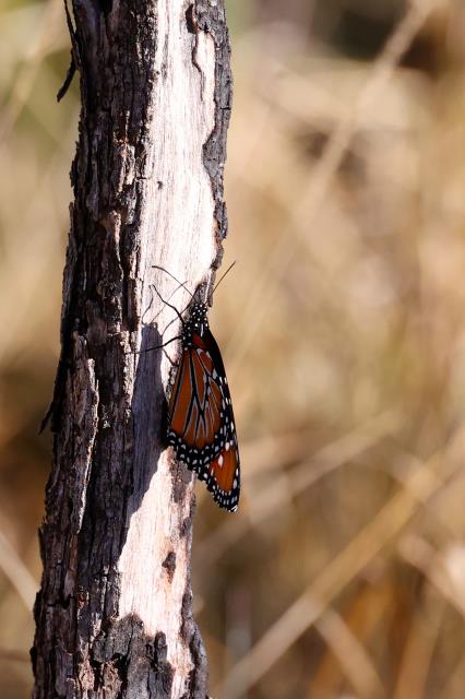 A Lone Monarch Heading South