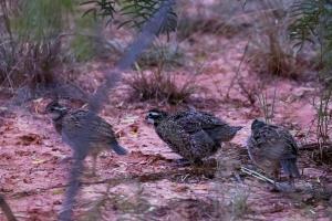 A Few Baby Quail