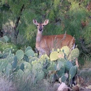 A Smiling Deer