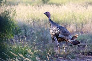 First of the Year Turkey