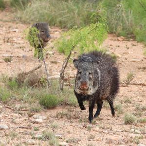 Bristles up, Ready to Rumble