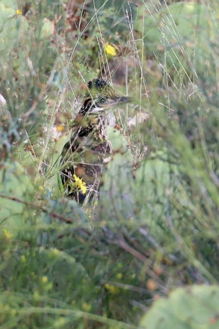 Hidden Roadrunner