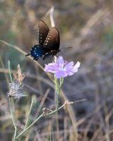 A Busy Pollinator
