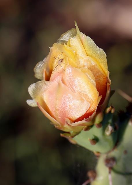 Cactus Blooms attract Bugs