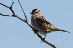A Very Photogrnic White Crowned Sparrow.