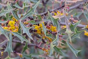 Agarita Are Beginning to Bloom