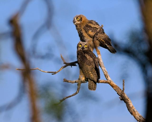 A Pair of Juveniles